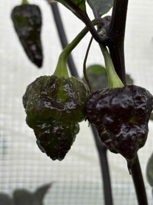 da Hulk_Superhotchili