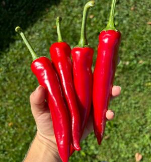 Boldog_Hungarian_spice