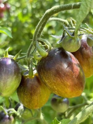 Brad's Atomic Grape Tomate