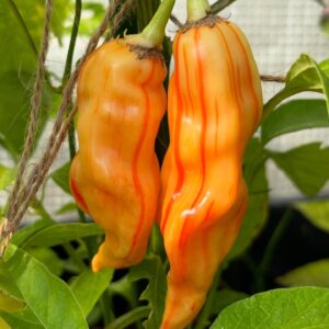 Chili_Sugar Rush Stripey_