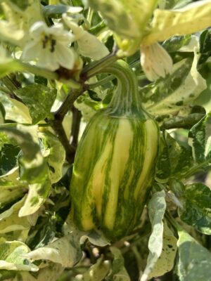 CandyCaneChoco_Pepper_Plantini_AnniHils