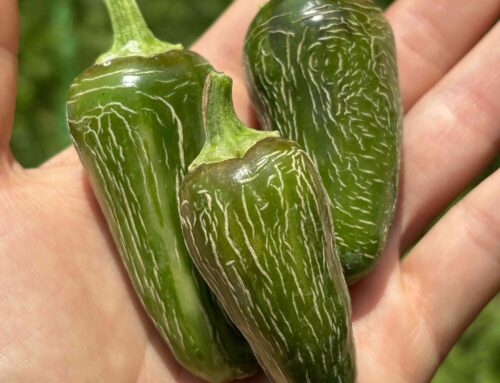 Jalapeños einlegen leicht gemacht