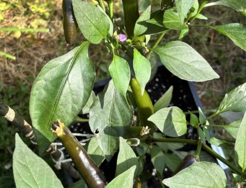 3 Chili-Sorten für Anfänger