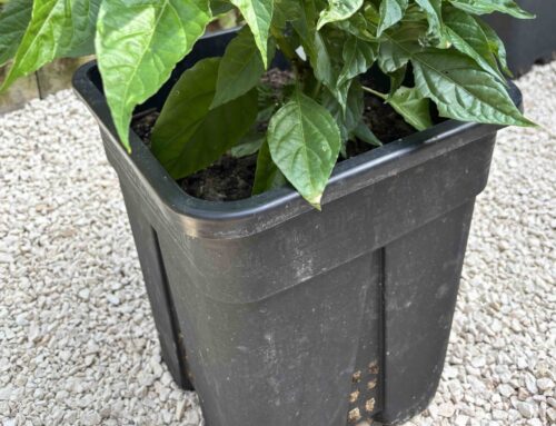 🌶️ Wie viel Erde brauchst du für deine Chilis? 🌶️