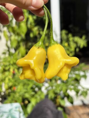 Aji Fantasy_Chili_Pepper_Plantini_Anni Hils