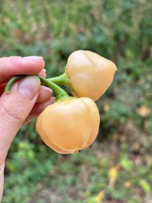 Apricot Apple_Chili_Plantini_Anni Hils