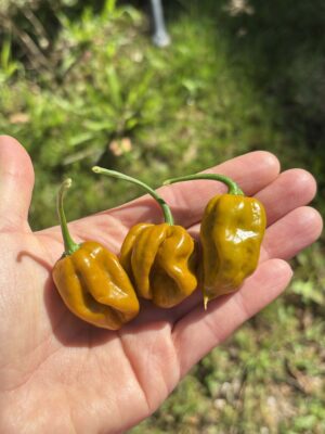 Flaming Nougat_Chili_Anni Hils_Plantini