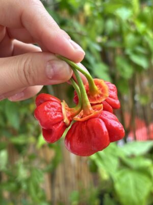 KS Starracha Bleeding_Chili_Plantini_Anni Hils