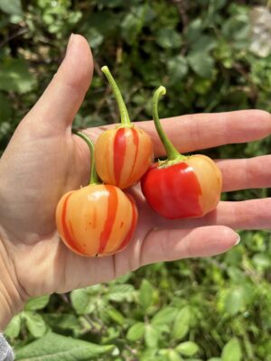 Peppapeach Stripey_Plantini_Anni Hils