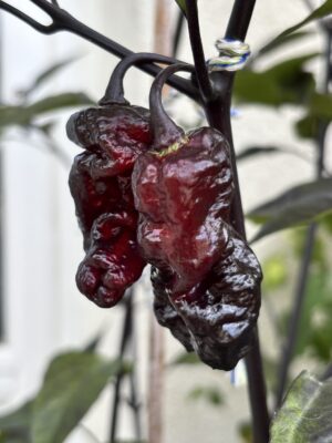 Pimenta Chris Fat_Chili_Pepper_Anni Hils_Plantini