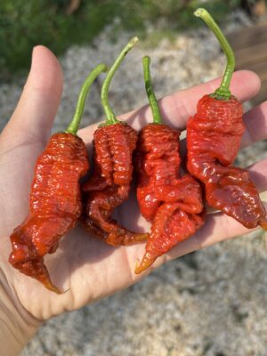 Tiberius Mauler Caramel_Chili_Anni Hils_Plantini
